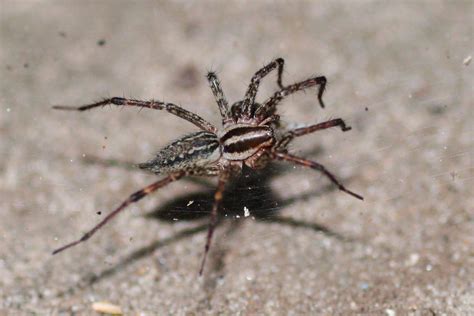 Filegrass Spider Agelenopsis Naevia Wikimedia Commons