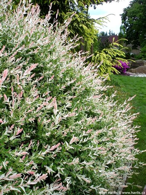 Check spelling or type a new query. Salix integra 'HAKURO-NISHIKI' - Havlis.cz