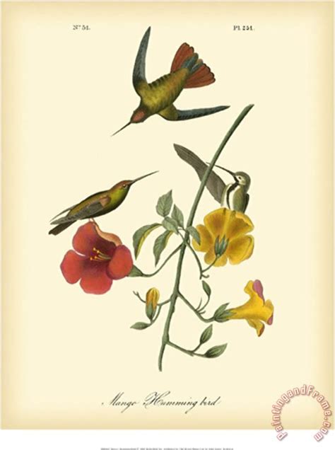 John James Audubon Mango Hummingbird Painting Mango Hummingbird Print