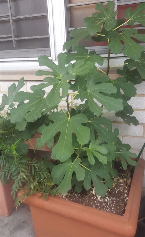 Scatter 2 to 3 inches of mulch around the base of the tree in a 2 foot. The Produce Savant: Long live the new fig tree