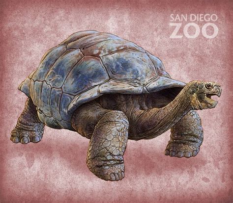 Galapagos Tortoise Illustrations By Tracy Sabin Via Behance