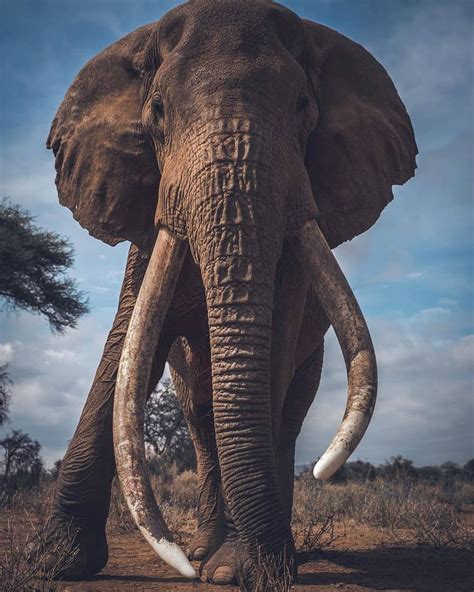 Wildlife Animals And Nature Elephants Photos Wild Animals Photography