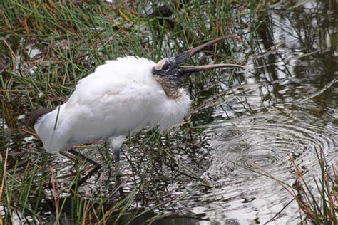 Wood Stork Wading In Everglades National Park Free Photo Friday Lucy