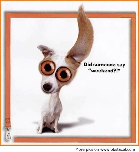 Apr 14, 2016 · if you have enjoyed these amazing and funny weekend quotes then you will also enjoy reading more inspiring quotes such as 31 happy tuesday quotes and sayings with pictures and 33 funny and happy friday quotes with images. Pin on Funny Things