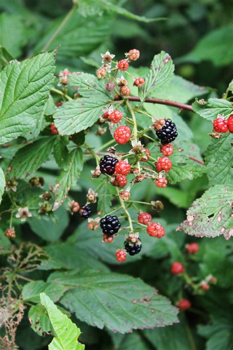 Wild Blackberries Plants Plants Bv