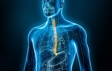 8 Fascinating Facts About Esophagus
