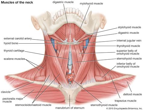 Thyroid Cartilage Larynx Anatomy Britannica