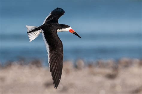 Black Skimmer By Sjdavies1969 Courser Life List Plover Shorebirds