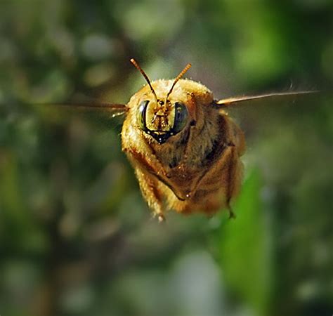 Carpenter Bee In Flight Xylocopa Varipuncta Bugguidenet