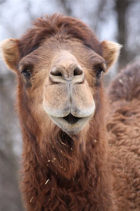 Filedromedary Camel 15