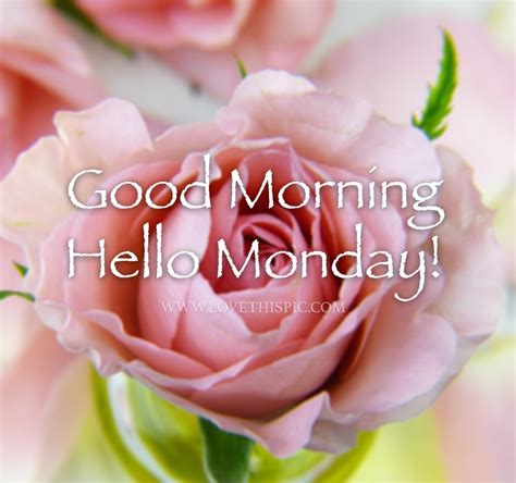 Light Pink Rose Good Morning Hello Monday Image Pictures Photos