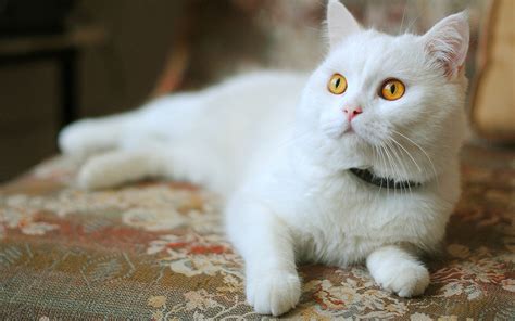 Download White Cat Hd Wallpaper New By Cbell26 White Cat