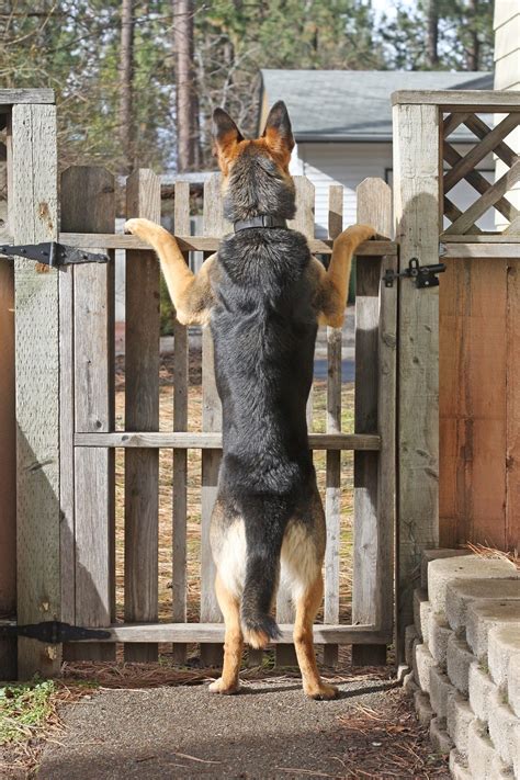 A Complete Guide On How To Train A Guard Dog Dogappy