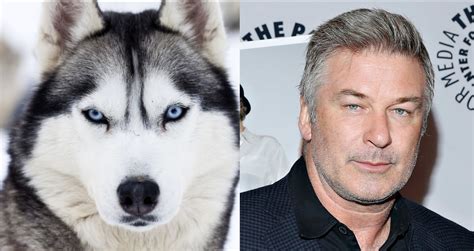 These Dogs Totally Look Like Hollywood Celebrities Journalistate
