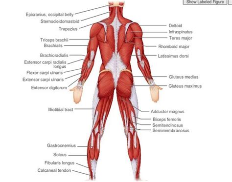 Science 4 Muscular System Flashcards Quizlet