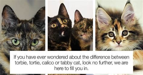 Can You Tell The Difference Between Torbie Tortie Calico And Tabby