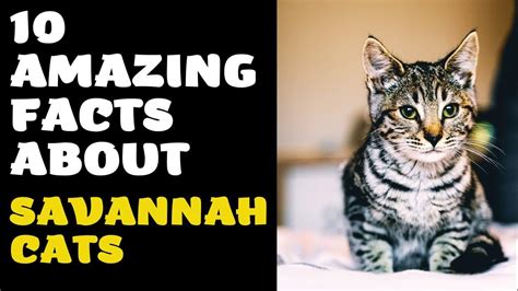 10 Interesting Facts About Savannah Cats That You Might Not Know Youtube