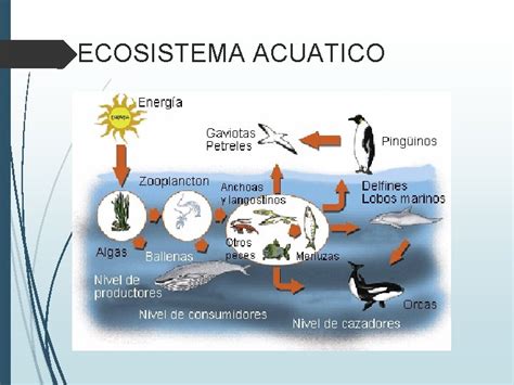 Componentes Bioticos Y Abioticos De Un Ecosistema Marino Nera Images