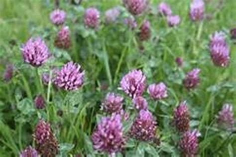 Alsike Clover Seeds 1 Lb Bags Patio Lawn And Garden