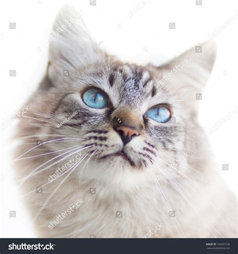 Domestic Cat With Turquoise Blue Eyes Stock Photo