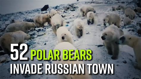 52 Polar Bear Invade Russian Town Enter Residential Buildings And