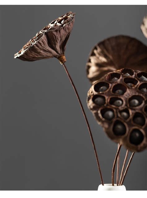 Dried Lotus Pods On Stemnatural Dried Lotus Etsy
