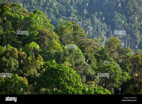 Lush Green Tropical Rainforest Stock Photo Alamy