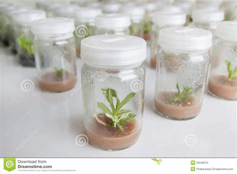 Plant tissue culture is a technique that has been around for more than 30 years. Plant Tissue Culture Orchid Stock Photo - Image: 53546312