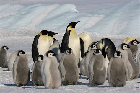️ Все о пингвинах Антарктиды