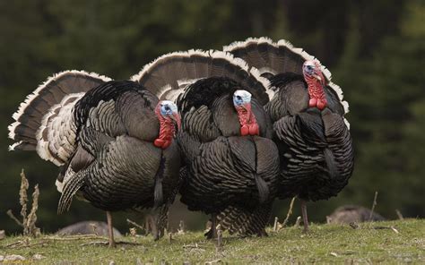 Download it without any trouble and contact us for more wild turkey iphone wallpaper. Turkey Wallpaper Desktop (52+ images)
