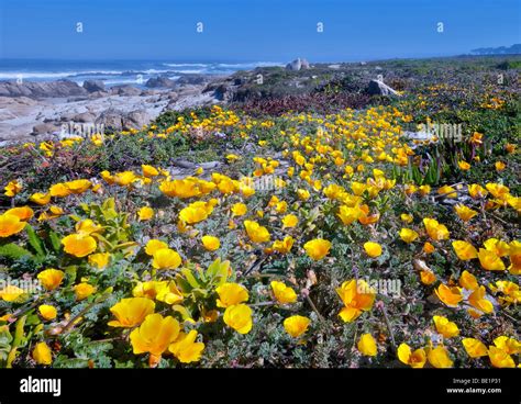 California Poppies And Ocean On 17 Mile Drive Pebble Beach California