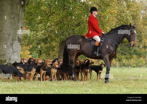 Huntsman And His Hounds Waiting For The Off Photograph Taken At