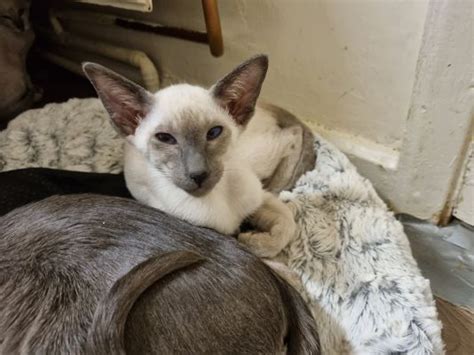 Siamese Cats And Kittens For Sale In The Uk
