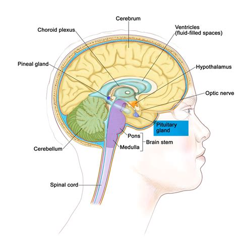 Pituitary Gland Function Disorders And Pituitary Gland Tumors