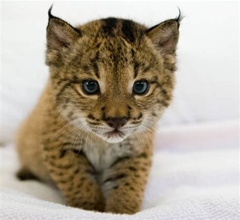 This Is How A Baby Iberian Lynx Looks Like Land Of