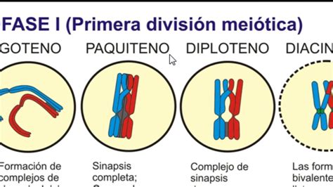 Dictioteno Y Diploteno Youtube