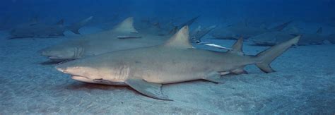 Shark Discovery Part One Marine Fish Conservation Network
