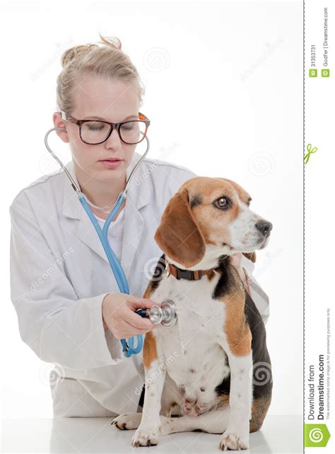 Pets avenue veterinary clinic (pavc) at its core is all about caring to go beyond. Veterinarian Examining Dog Stock Image - Image: 31353731