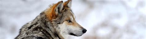 Mexican Grey Wolf Habitat