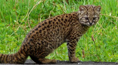 10 Little Known Wild Cat Species Youve Never Quizzclub