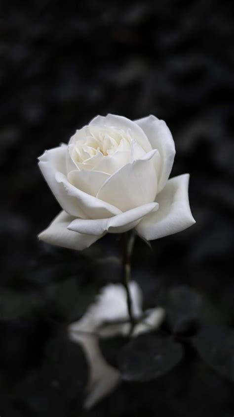 Black And White Aesthetic Roses Wallpapers Wallpaper Cave