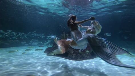 Mermaids At Aquarium Encounters Youtube