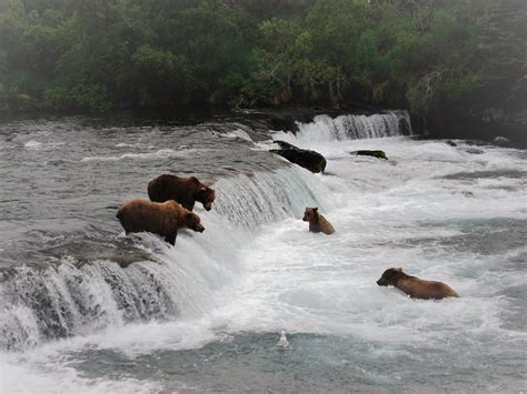 Anchorage Aero - Brooks Falls Bear Viewing, Katmai National Park