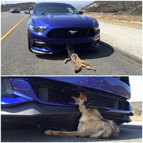 Hit A Coyote With My Coyote Need Advice 2015 S550 Mustang Forum Gt