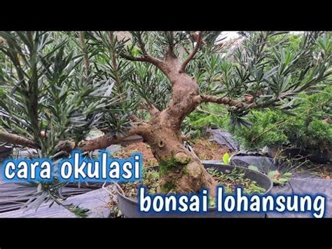 Cara Okulasi Bonsai Lohansung Youtube