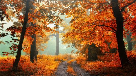 469743 Trees Fall Nature Leaves Rare Gallery Hd Wallpapers