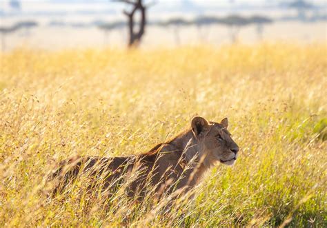 Luxury Wildlife Safari Experience In Uganda African Pearl Safaris