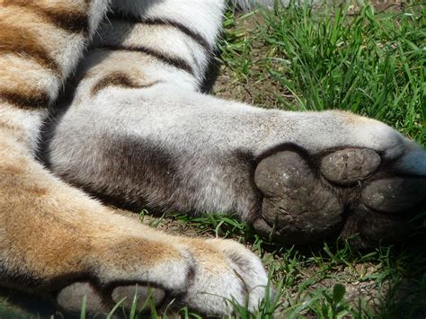 Tiger Feet Dublin Zoo Nicola Williscroft Flickr