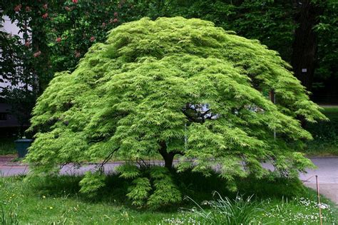 Lista De Arbustos Japoneses Que Te Encantarán Jardineria On