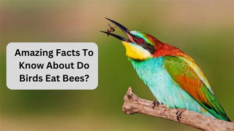 Amazing Facts To Know About Do Birds Eat Bees